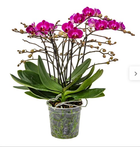 Zdjęcie oferty: Storczyk orchidea phanelopsis 50cm 4 pędy 