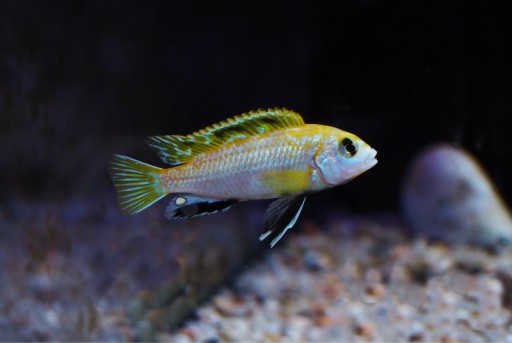 Zdjęcie oferty: Labidochromis perlmutt Higga Reef pyszczak Malawi