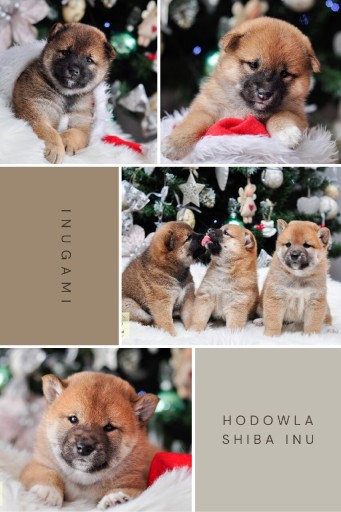 Zdjęcie oferty: Hodowla Shiba Inu- Inugami