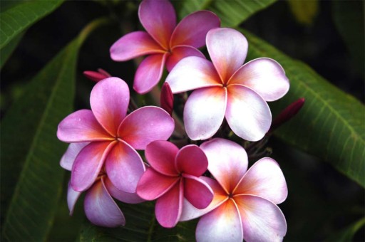 Zdjęcie oferty: Plumeria Frangipani sadzonka 2letnia 