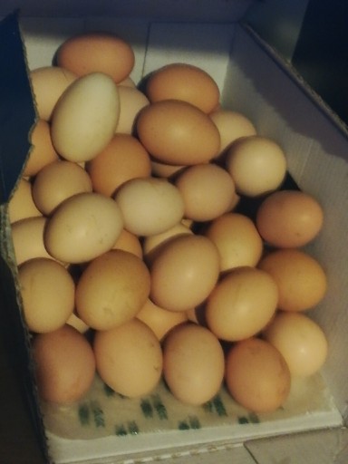 Zdjęcie oferty: Jaja wiejskie od młodych kurek z wolnego wybiegu 