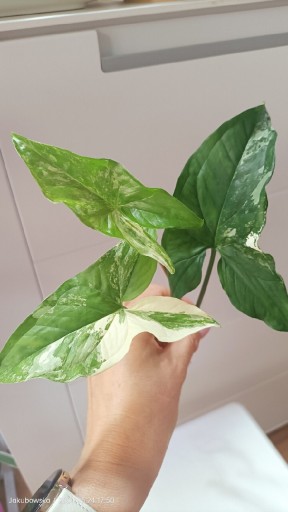 Zdjęcie oferty: Syngonium Emerald Gem 