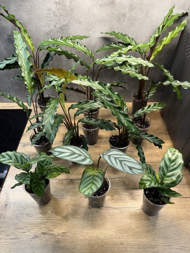 Zdjęcie oferty: Kalatea Falistolistna, Calathea mix!