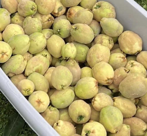 Zdjęcie oferty: Pigwa pospolita świeże owoce sortowane EKO na nalewkę