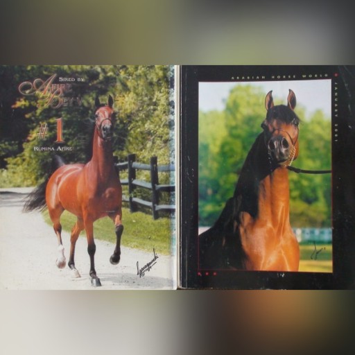 Zdjęcie oferty: "ARABIAN HORSE WORLD" nr 1/2001, konie arabskie