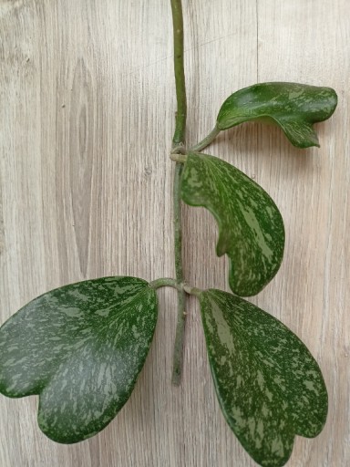 Zdjęcie oferty: Hoya kerrii , Spot leaf' 