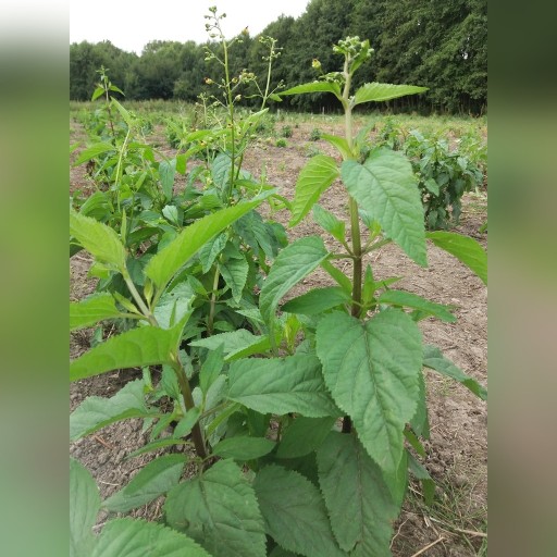 Zdjęcie oferty: TRĘDOWNIK BULWIASTY nasiona 10 gram