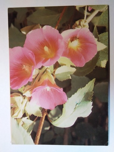 Zdjęcie oferty: KARNET kwiaty fot. Piąstka KAW 1979