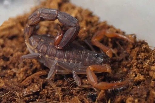 Zdjęcie oferty: Skorpion J. tricarinatus L3 pajęczak terrarium