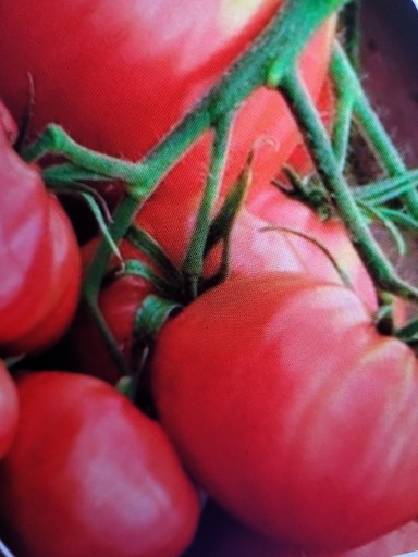 Zdjęcie oferty: Sadzonki pomidora Malinowy Ożarowski