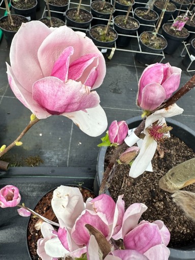 Zdjęcie oferty: Magnolia - SATISFACTION - gwieździste kwiaty