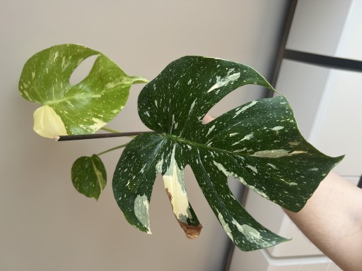 Zdjęcie oferty: Monstera Thai Constellation