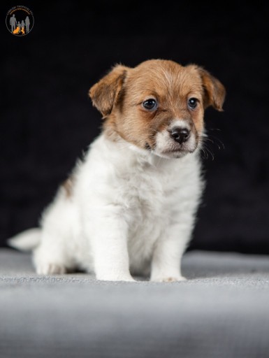 Zdjęcie oferty: Jack Russell Terrier ZKwP FCI suczka włos szorstki