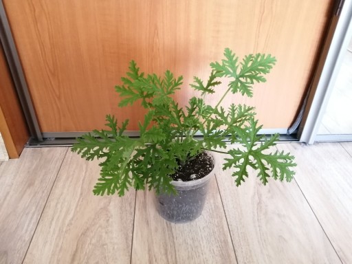 Zdjęcie oferty: Geranium, anginka, cytrynka, pelargonia pachnąca