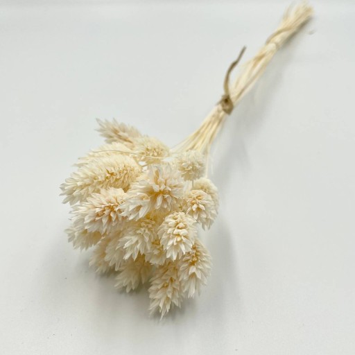 Zdjęcie oferty: Kanar, phalaris, susz biały, kwiaty do wazonu