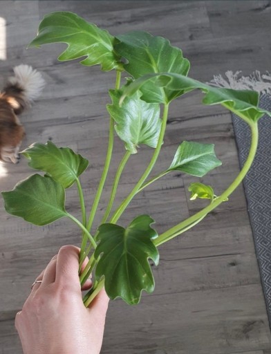 Zdjęcie oferty: Philodendron xanadu.  Szczepka. 