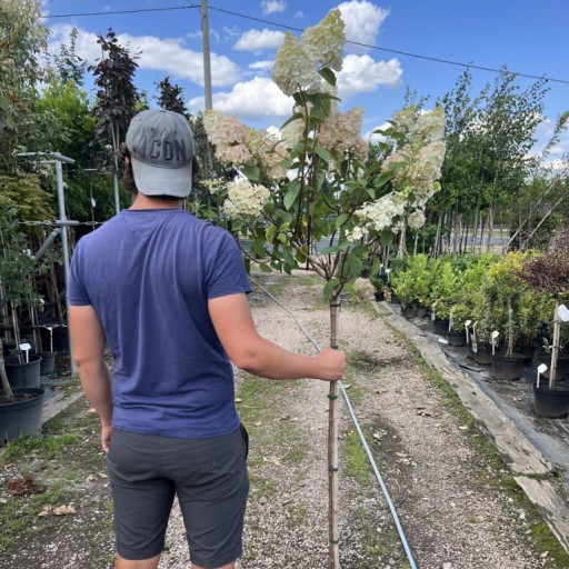 Zdjęcie oferty: Hortensja Bukietowa / Hydrangea 'Sundae Fraise' 