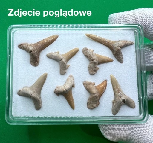 Zdjęcie oferty: Kolekcja skamieniałych zębów REKINA - 8 szt.
