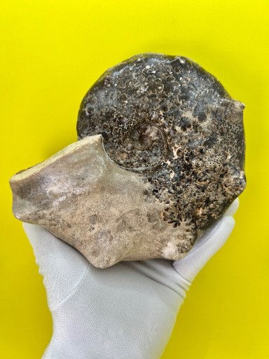 Zdjęcie oferty: HIT! Amonit XXL – skamieniałość (420-66 mln lat).