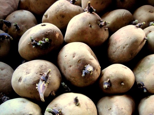 Zdjęcie oferty: Sadzeniaki ziemniaka