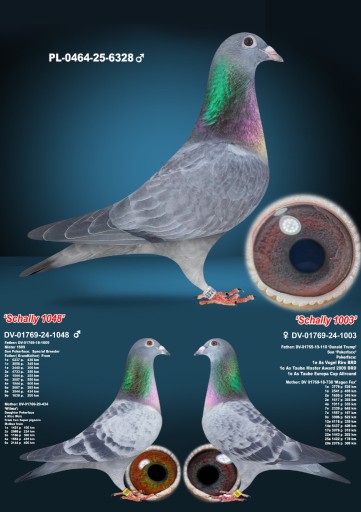 Zdjęcie oferty: Samiec Schalie po Oryg. A&W Drapa Mocny Inbred Pokerface 12x1 konk