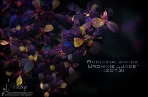 Zdjęcie oferty: Bucephalandra Brownie Jade 2013 UNIKAT !!