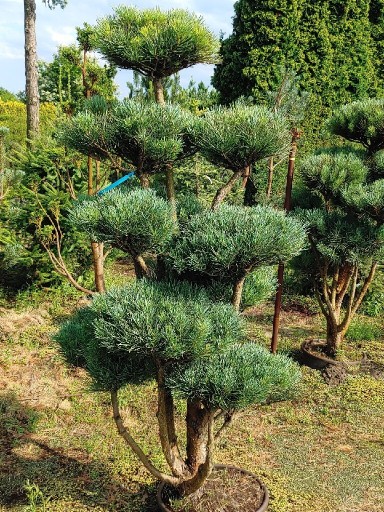 Zdjęcie oferty: Drzewko bonsai sosna niwaki