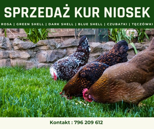 Zdjęcie oferty: kury nioski rosa, Green Shell - darmowa dostawa