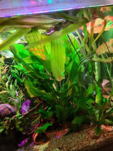 Zdjęcie oferty: Echinodorus Tricolor żabiennica ogromna  sadzonka