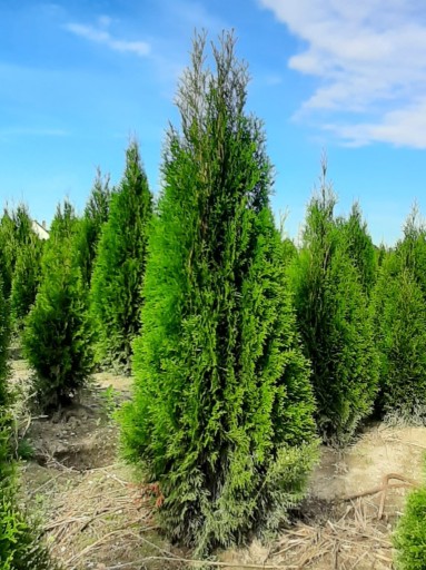 Zdjęcie oferty: Thuja Smaragd 140-160 cm! Tuje, tuja Szmaragd!