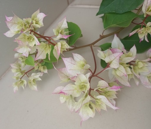 Zdjęcie oferty: Bugenwilla bougainvillea kremowo zielona 100 cm