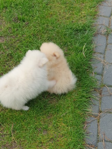 Zdjęcie oferty: Pomeranian miniaturka-szczeniak