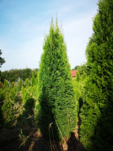 Zdjęcie oferty: Tuja szmaragd 100 - 200 cm żywopłot thuja