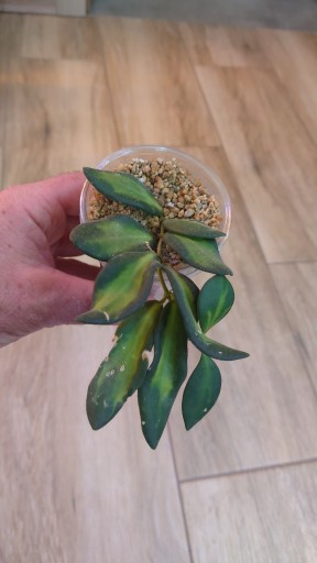 Zdjęcie oferty: Hoja DS 70 variegata