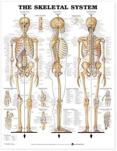 Zdjęcie oferty: UKŁAD KOSTNY - szkielet plakat anatomiczny