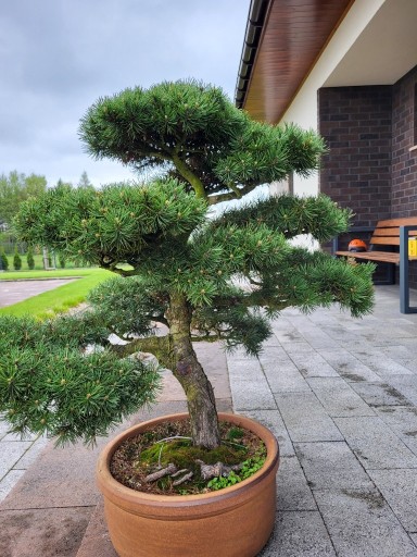 Zdjęcie oferty: Piękne drzewo BONSAI , POLSKIE Bonsai