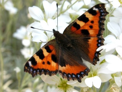 Zdjęcie oferty: Motyl: Rusałka Pokrzywnik - gąsienica do hodowli