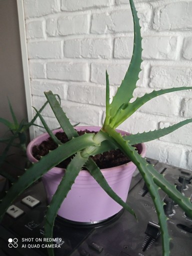 Zdjęcie oferty: Aloes sadzonka ok. 15cm
