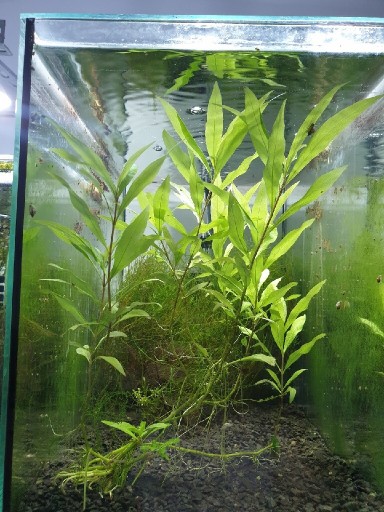 Zdjęcie oferty: Hygrophila Thailand