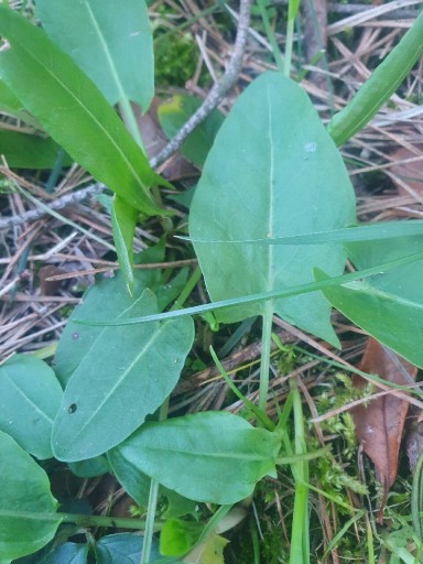 Zdjęcie oferty: Szczaw liść świeży 1 wiązka