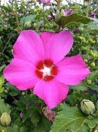 Zdjęcie oferty: Ketmia syryjska hibiskus duze sadzonki 1.2 m!!