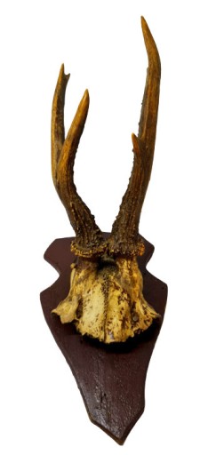 Zdjęcie oferty: Parostek parostki kozioł poroże trofeum czaszka