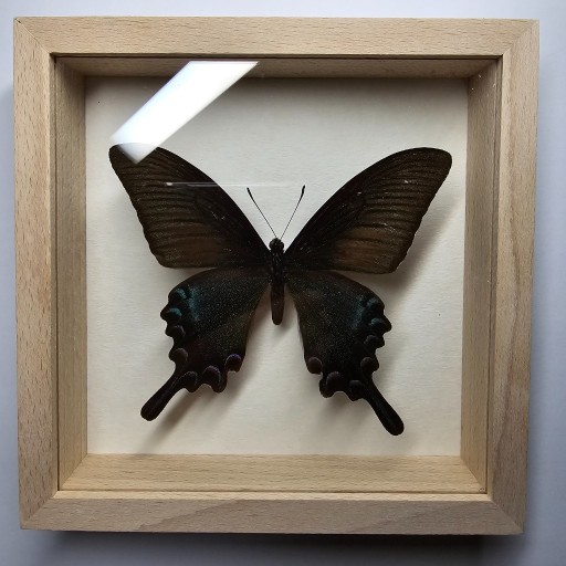 Zdjęcie oferty: Motyl w gablotce Papilio Bianor