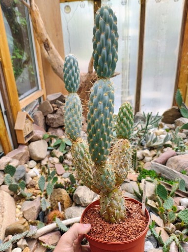 Zdjęcie oferty: OPUNTIA MIQUELII