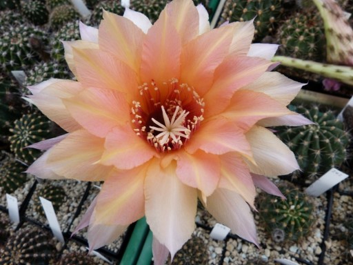 Zdjęcie oferty: Echinopsis   Rheingold hybryd   Winkel 233