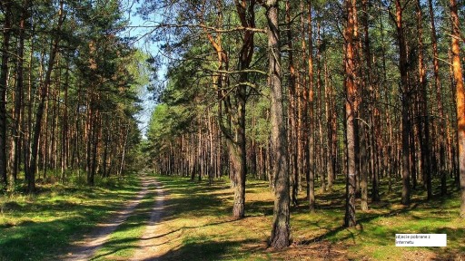 Zdjęcie oferty: Sprzedam las w Łyszkowice