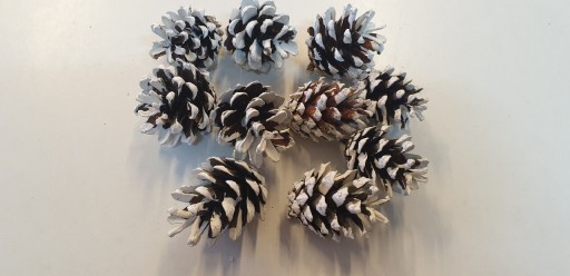 Zdjęcie oferty: Szyszki sosnowe malowane na biało 10szt