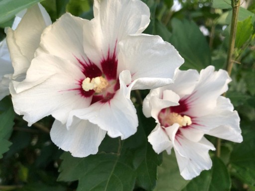 Zdjęcie oferty: Hibiskus - nasiona >0,5g