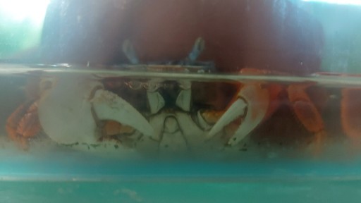 Zdjęcie oferty: Krab teczowy kraby