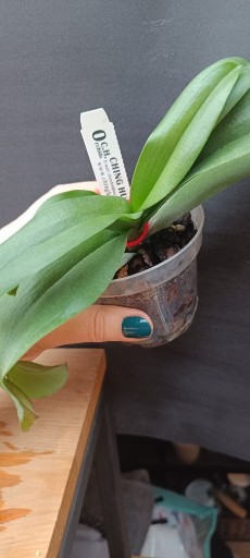 Zdjęcie oferty: Phalaenopsis Jia Ho Summer Love